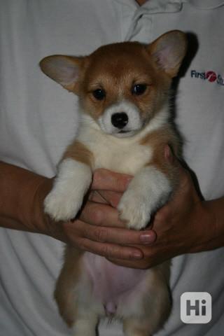 Nádherná štěňátka plemene Pembroke Welsh Corgi Tato štěňátka - foto 1