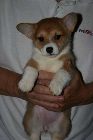 Nádherná štěňátka plemene Pembroke Welsh Corgi Tato štěňátka - foto 1
