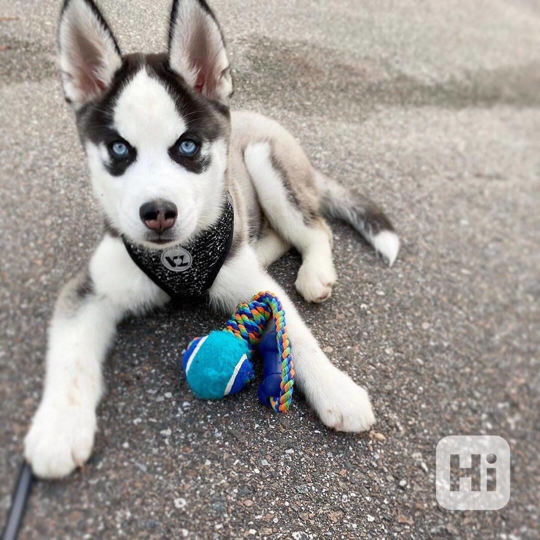 Modré oči štěně sibiřského huskyho k adopci - foto 1