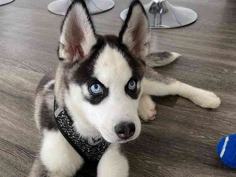 Modré oči štěně sibiřského huskyho k adopci - foto 2