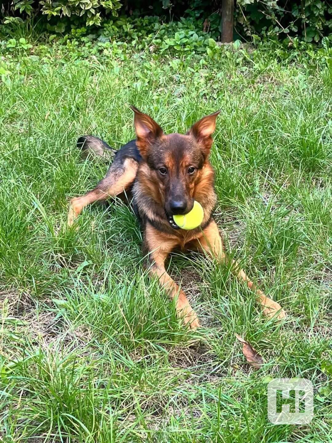 OMAR - cca 14 kg, psík 2 roky  - foto 1