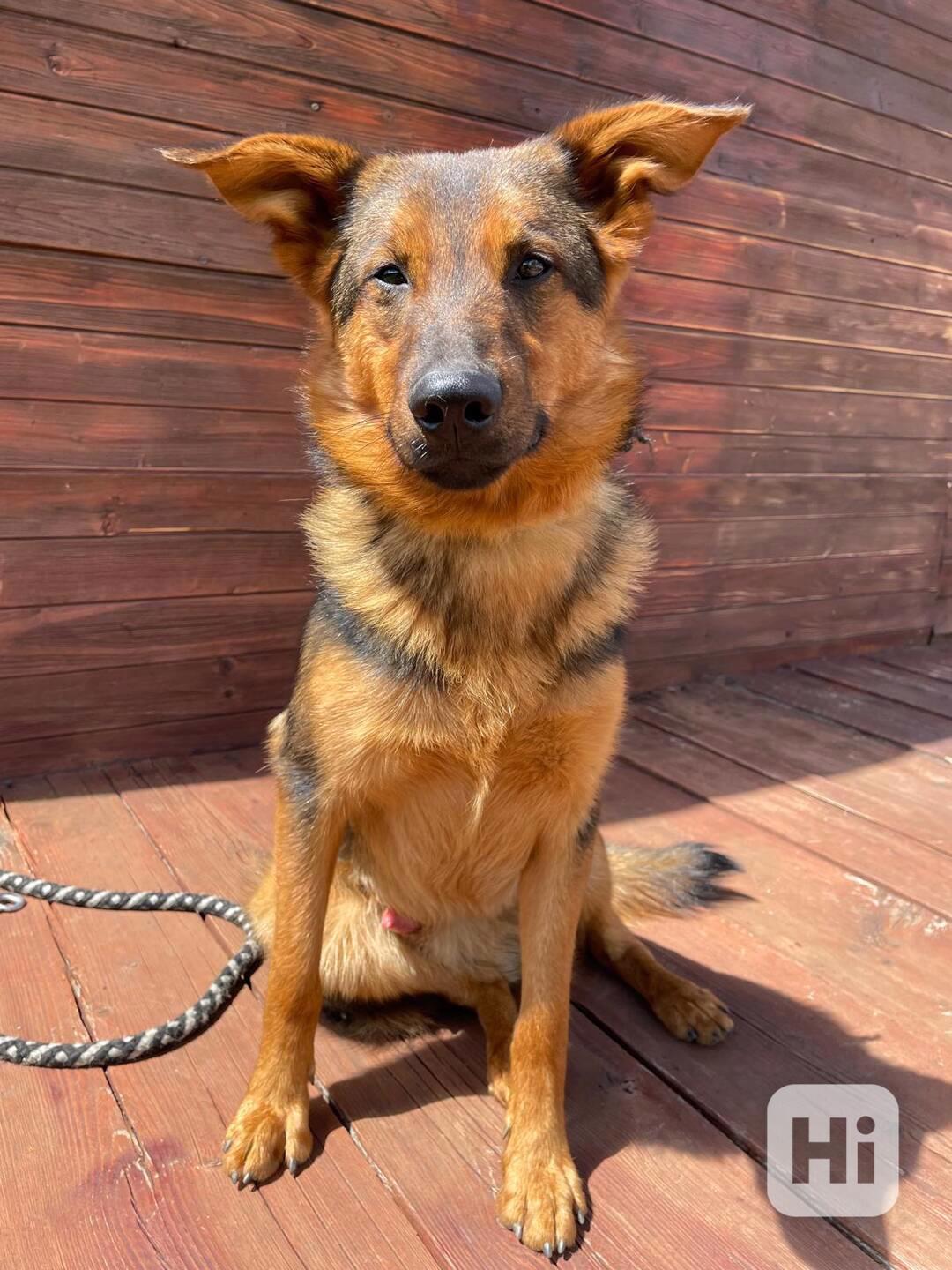 OMAR - cca 14 kg, psík 2 roky  - foto 1