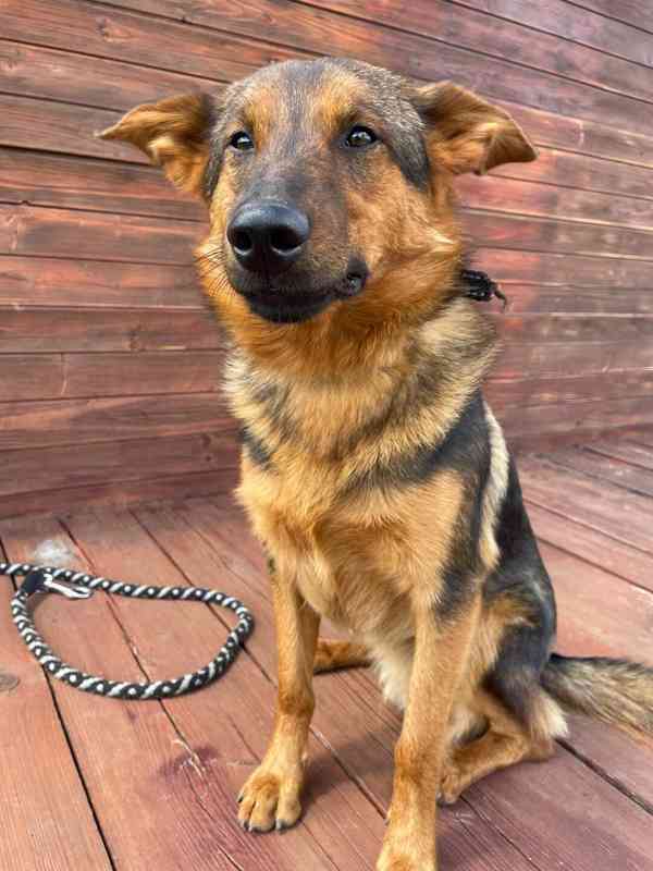 OMAR - cca 14 kg, psík 2 roky  - foto 3