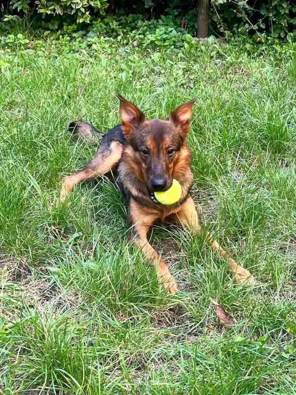 OMAR - cca 14 kg, psík 2 roky  - foto 1