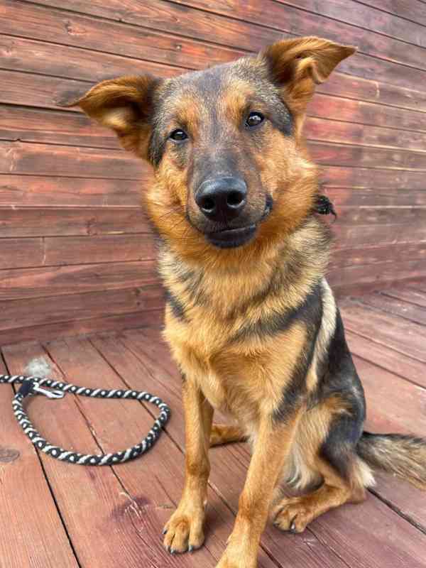 OMAR - cca 14 kg, psík 2 roky  - foto 2