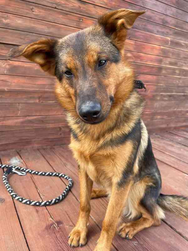 OMAR - cca 14 kg, psík 2 roky  - foto 5