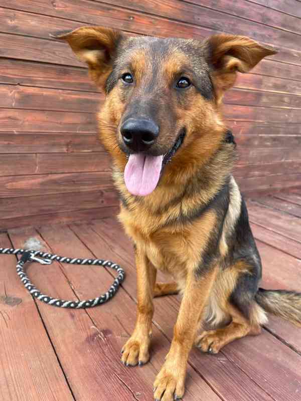 OMAR - cca 14 kg, psík 2 roky  - foto 4