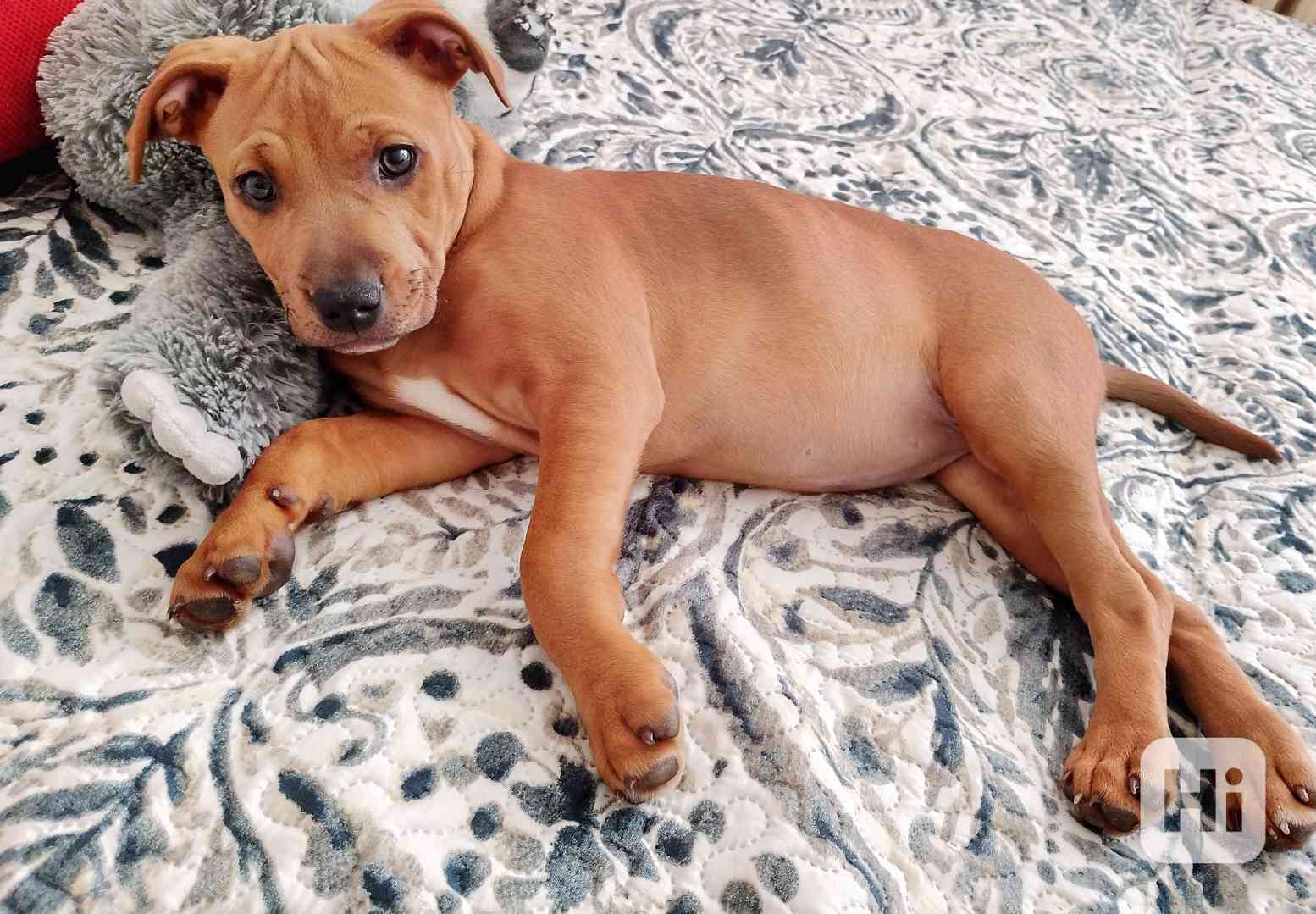 Štěně amstaff  - foto 1