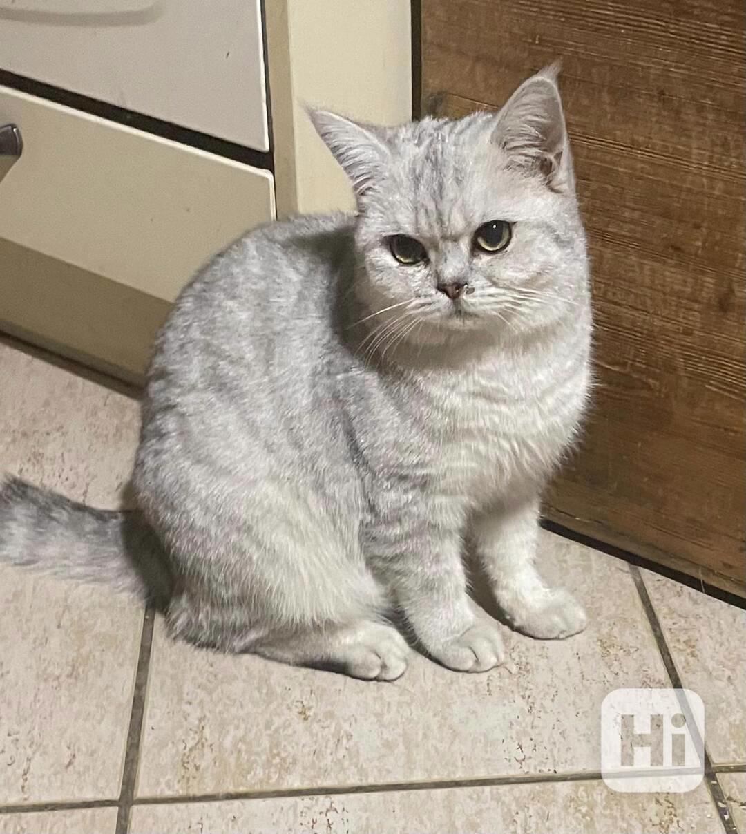 Britské koťátko - foto 1