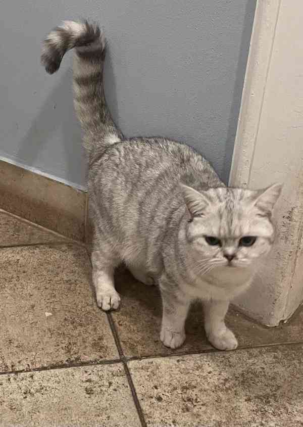 Britské koťátko - foto 2