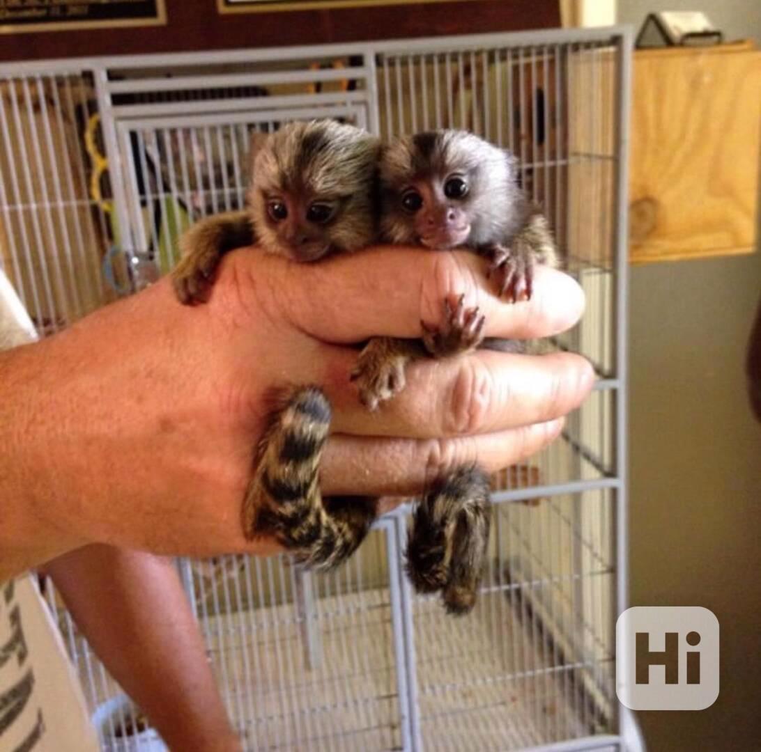 Prstonožci kosmani k dispozici - foto 1