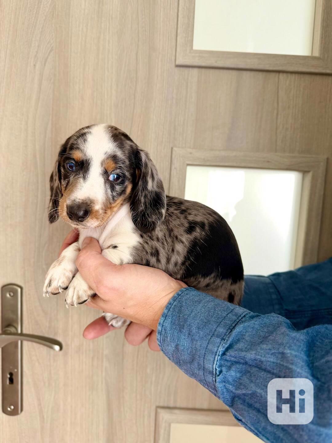 Jezevčík hladkosrstý trpasličí bez PP  - foto 1