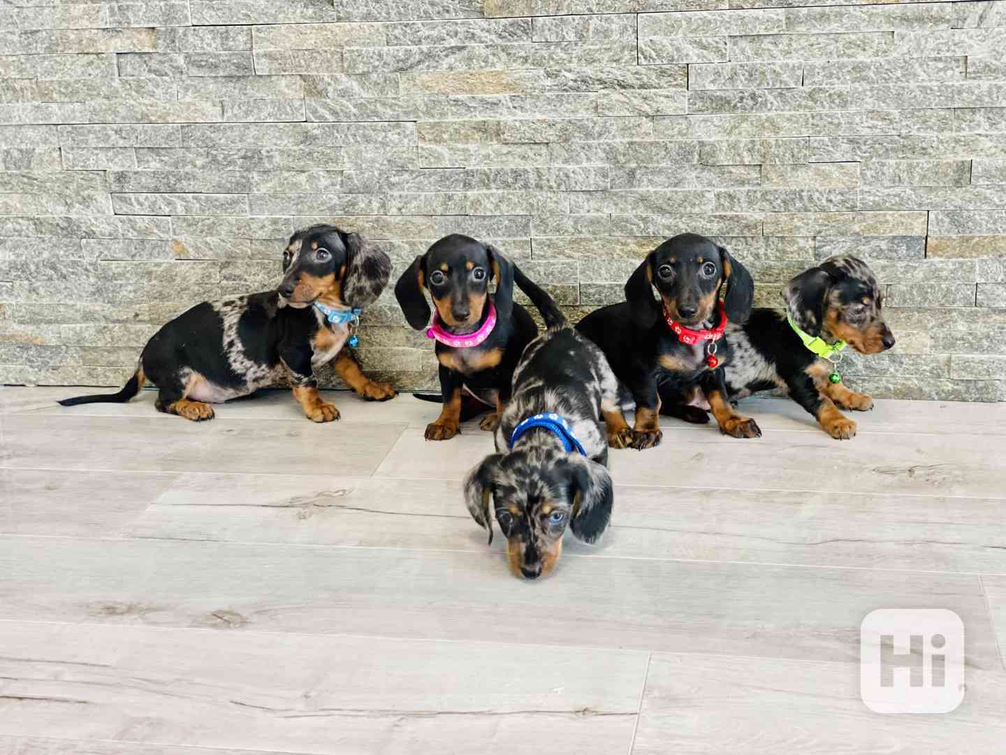 Jezevčík hladkosrstý trpasličí bez PP  - foto 1