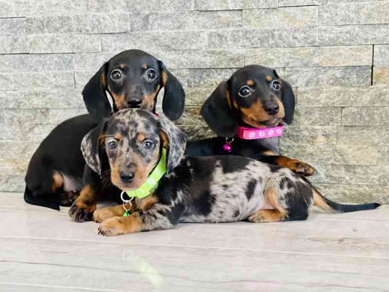 Jezevčík hladkosrstý trpasličí bez PP 