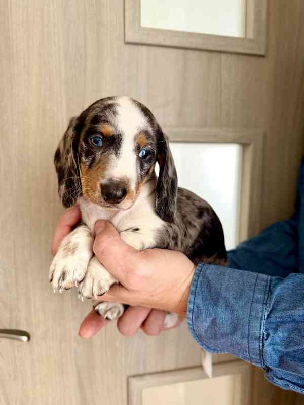 Jezevčík hladkosrstý trpasličí bez PP  - foto 2