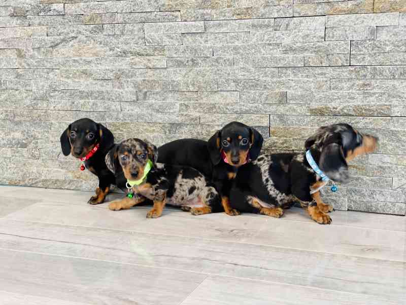 Jezevčík hladkosrstý trpasličí bez PP  - foto 7