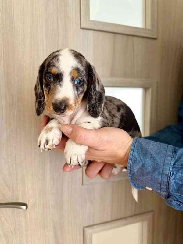 Jezevčík hladkosrstý trpasličí bez PP  - foto 4