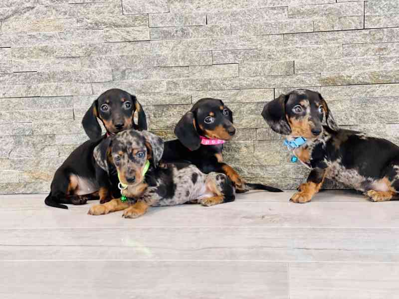 Jezevčík hladkosrstý trpasličí bez PP  - foto 4