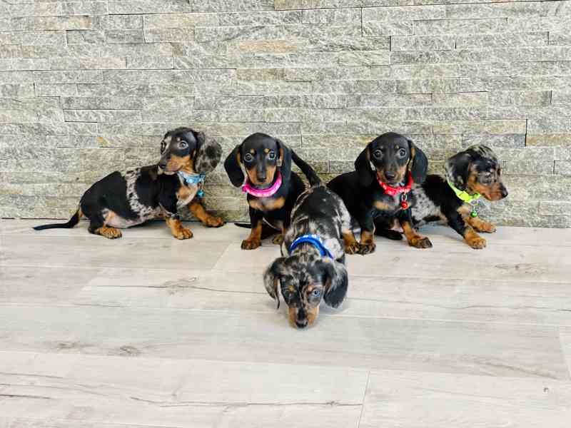 Jezevčík hladkosrstý trpasličí bez PP  - foto 1