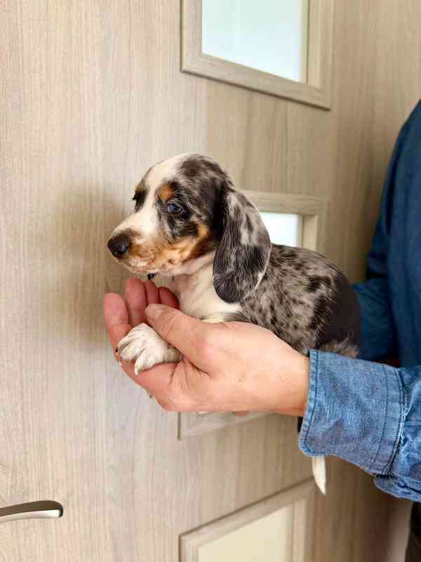 Jezevčík hladkosrstý trpasličí bez PP  - foto 3