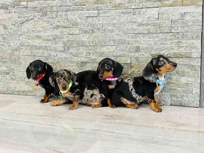 Jezevčík hladkosrstý trpasličí bez PP  - foto 2