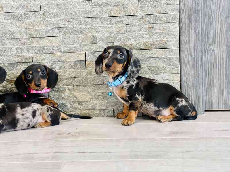 Jezevčík hladkosrstý trpasličí bez PP  - foto 6