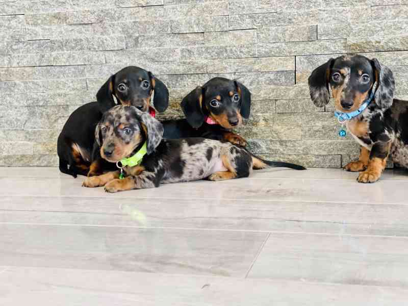 Jezevčík hladkosrstý trpasličí bez PP  - foto 5