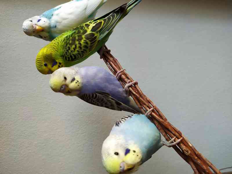 Prodám poloochočené andulky - foto 1