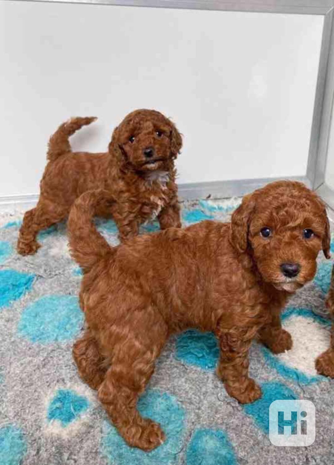 štěňátka pudl k adopci zdarma - foto 1