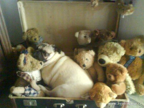 Mops - daruji starší fenku s PP, béžová s tmavou maskou - foto 1