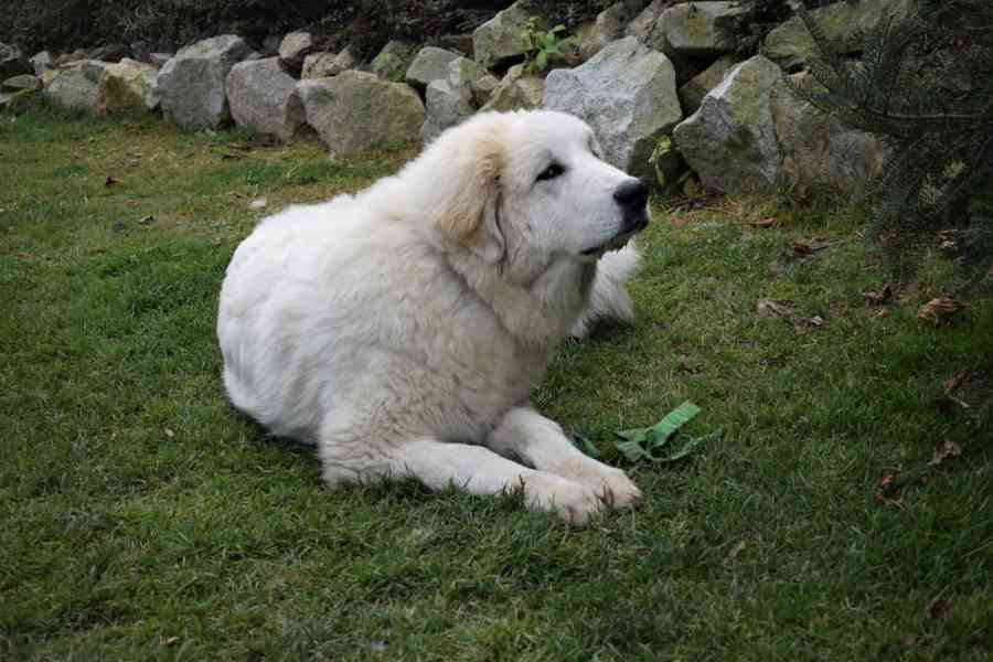 Pyrenejský horský pes PP - foto 2