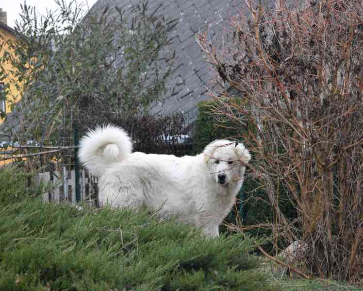 Pyrenejský horský pes PP - foto 3