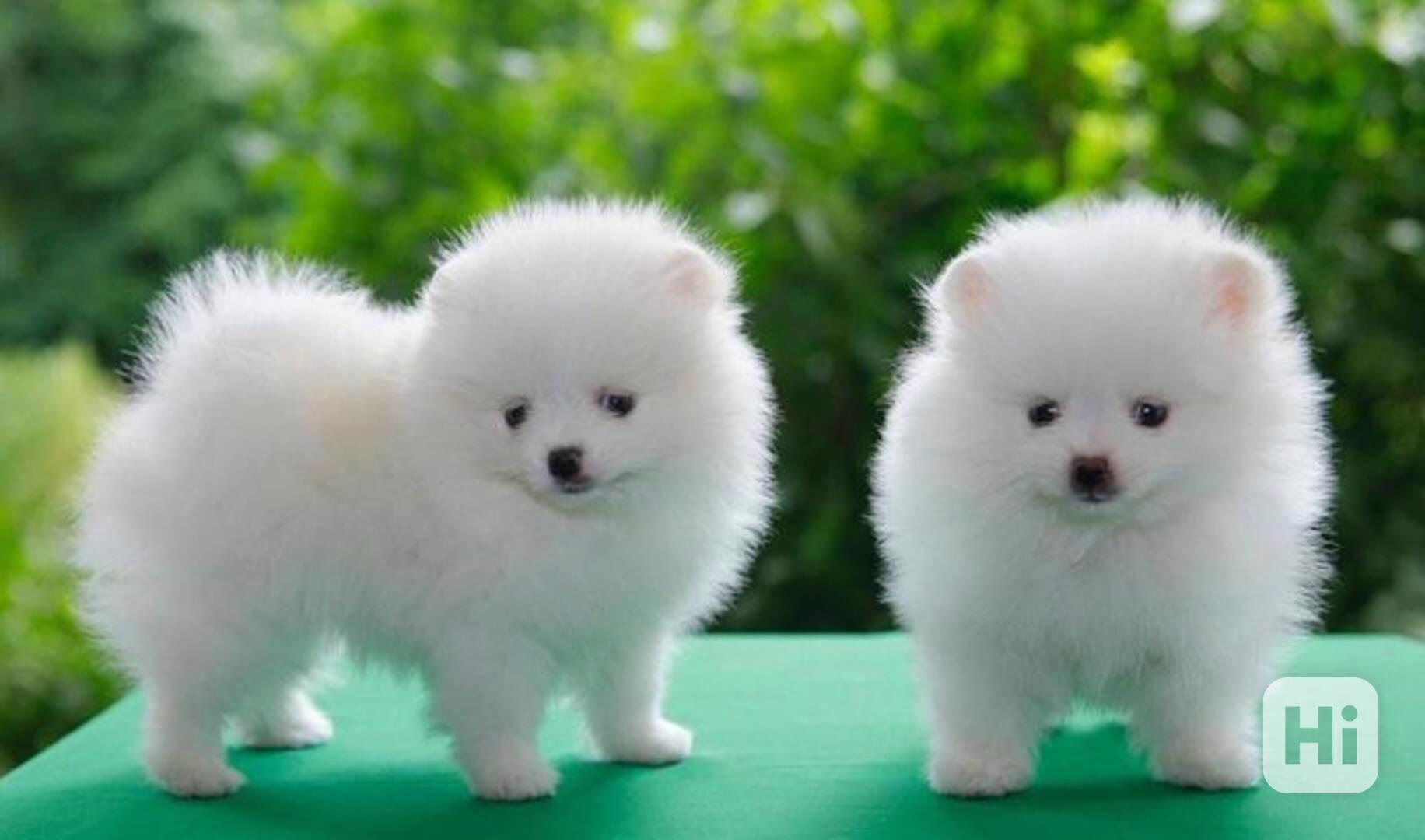 Štěňata pomeraniana k adopci - foto 1
