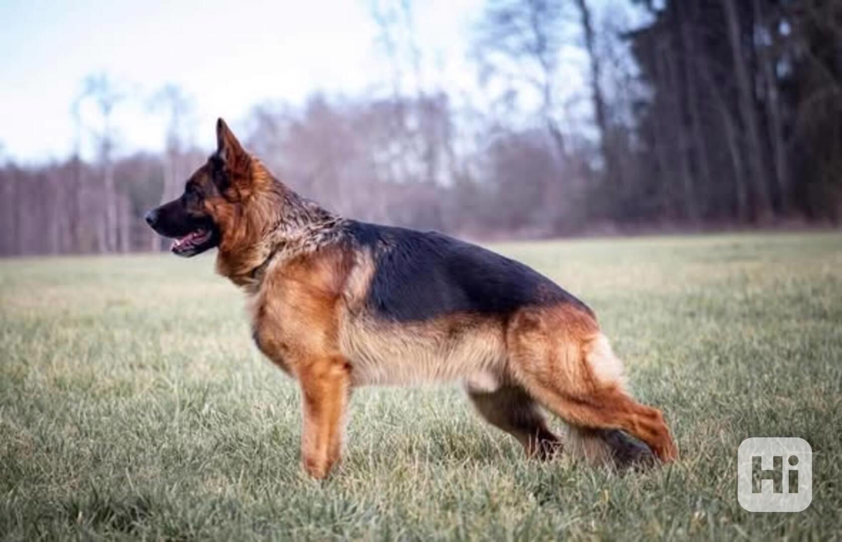 Supr štěńata něm.ovčáků s PP - foto 1