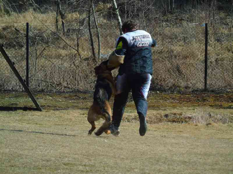 Supr štěńata něm.ovčáků s PP - foto 4