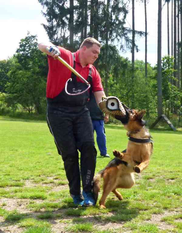 Supr štěńata něm.ovčáků s PP - foto 3