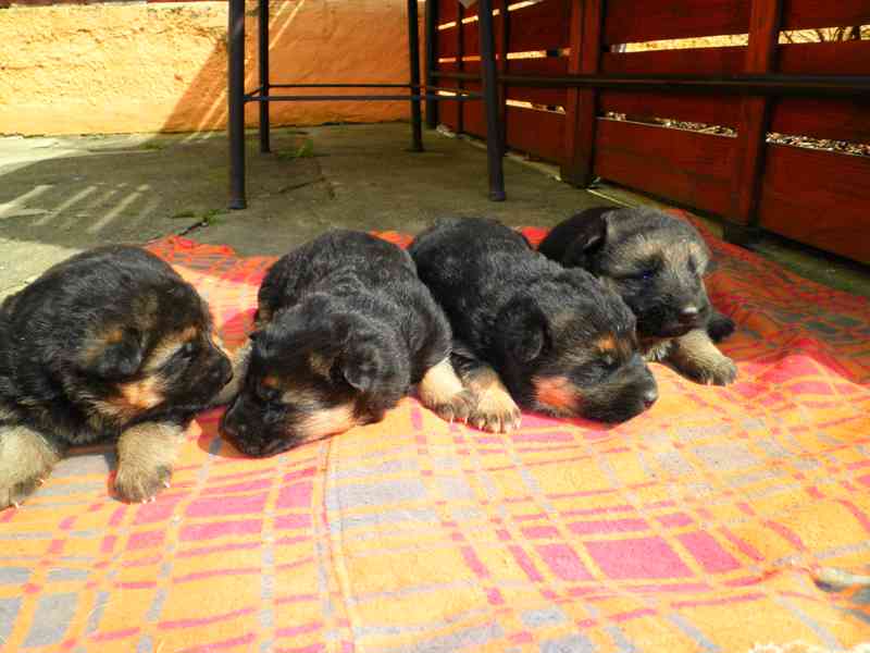 Supr štěńata něm.ovčáků s PP - foto 6