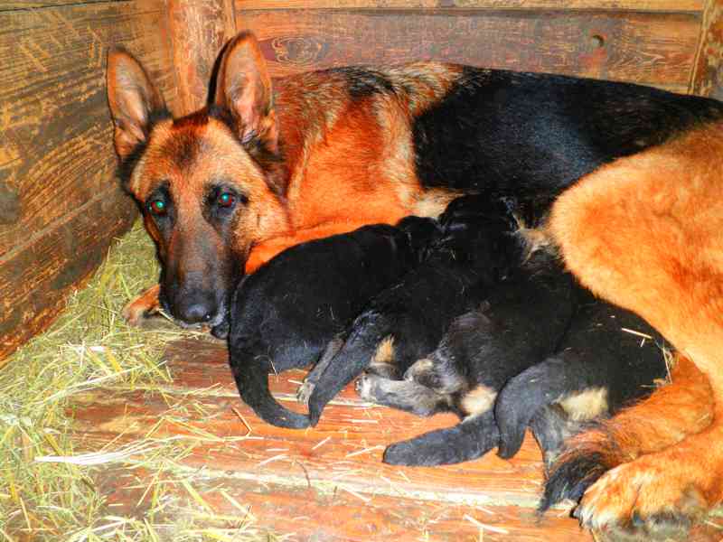 Supr štěńata něm.ovčáků s PP - foto 9