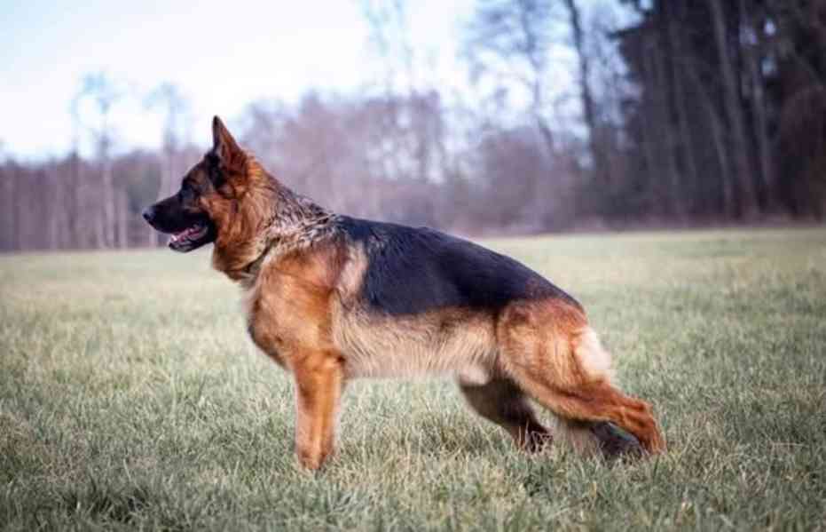 Supr štěńata něm.ovčáků s PP - foto 1