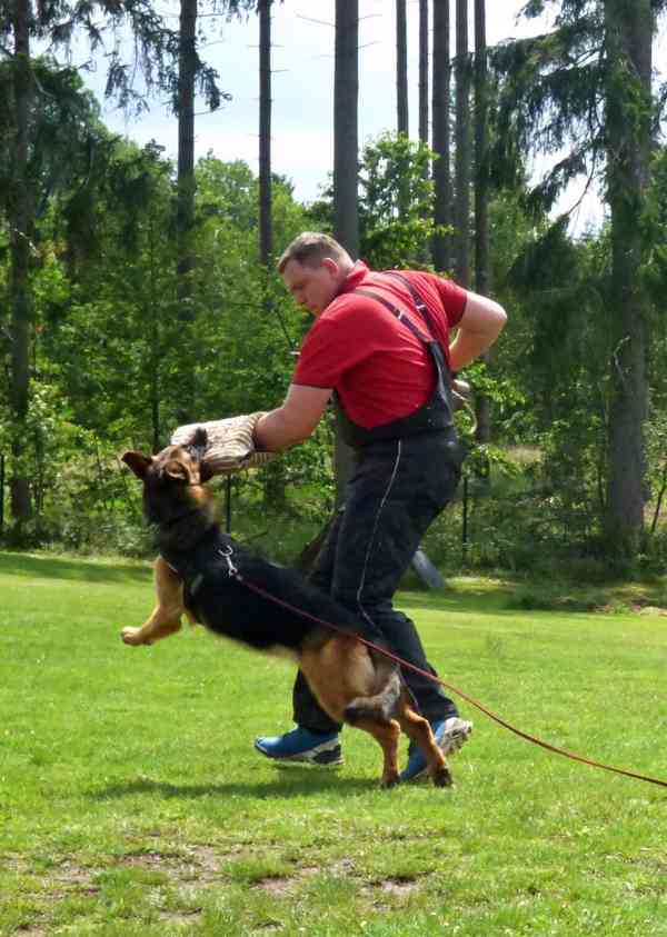 Supr štěńata něm.ovčáků s PP - foto 5