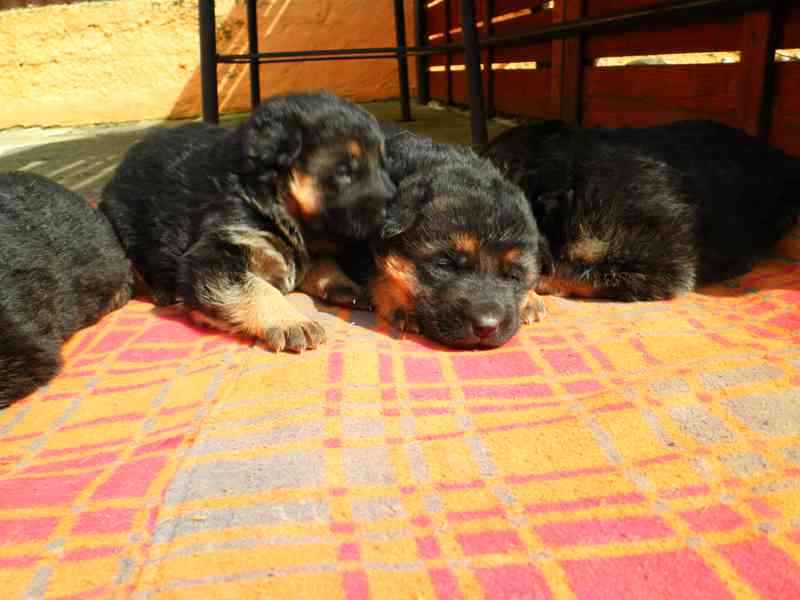 Supr štěńata něm.ovčáků s PP - foto 7