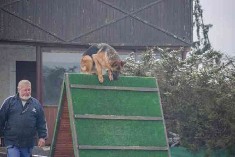 Supr štěńata něm.ovčáků s PP - foto 10