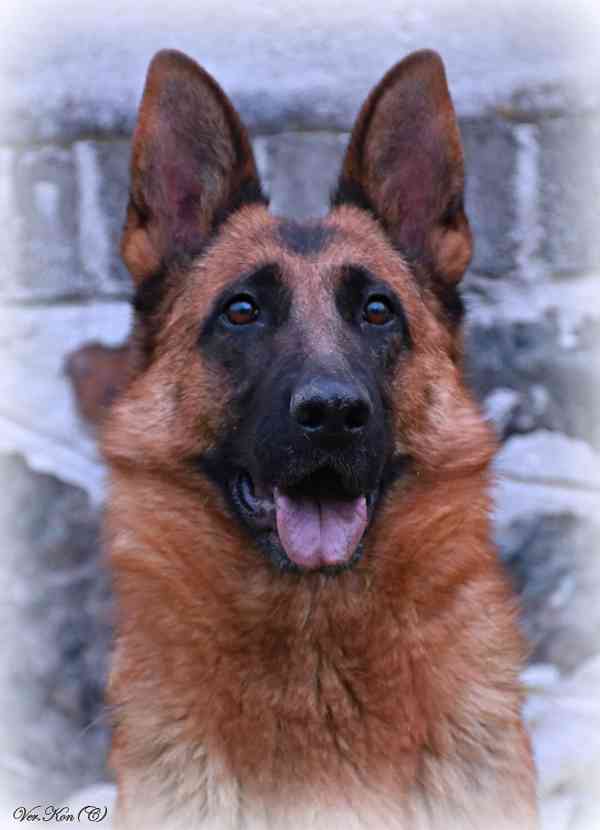 Supr štěńata něm.ovčáků s PP - foto 2