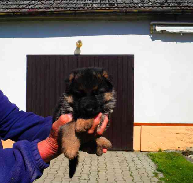Supr štěńata něm.ovčáků s PP - foto 11