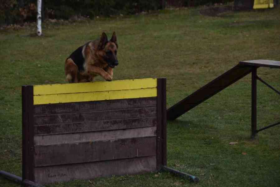 Supr štěńata něm.ovčáků s PP - foto 11