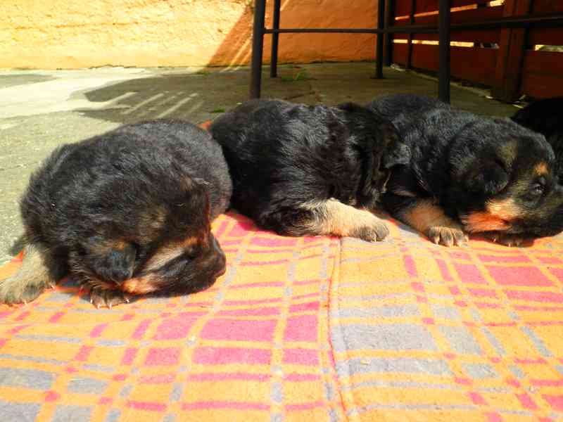 Supr štěńata něm.ovčáků s PP - foto 8