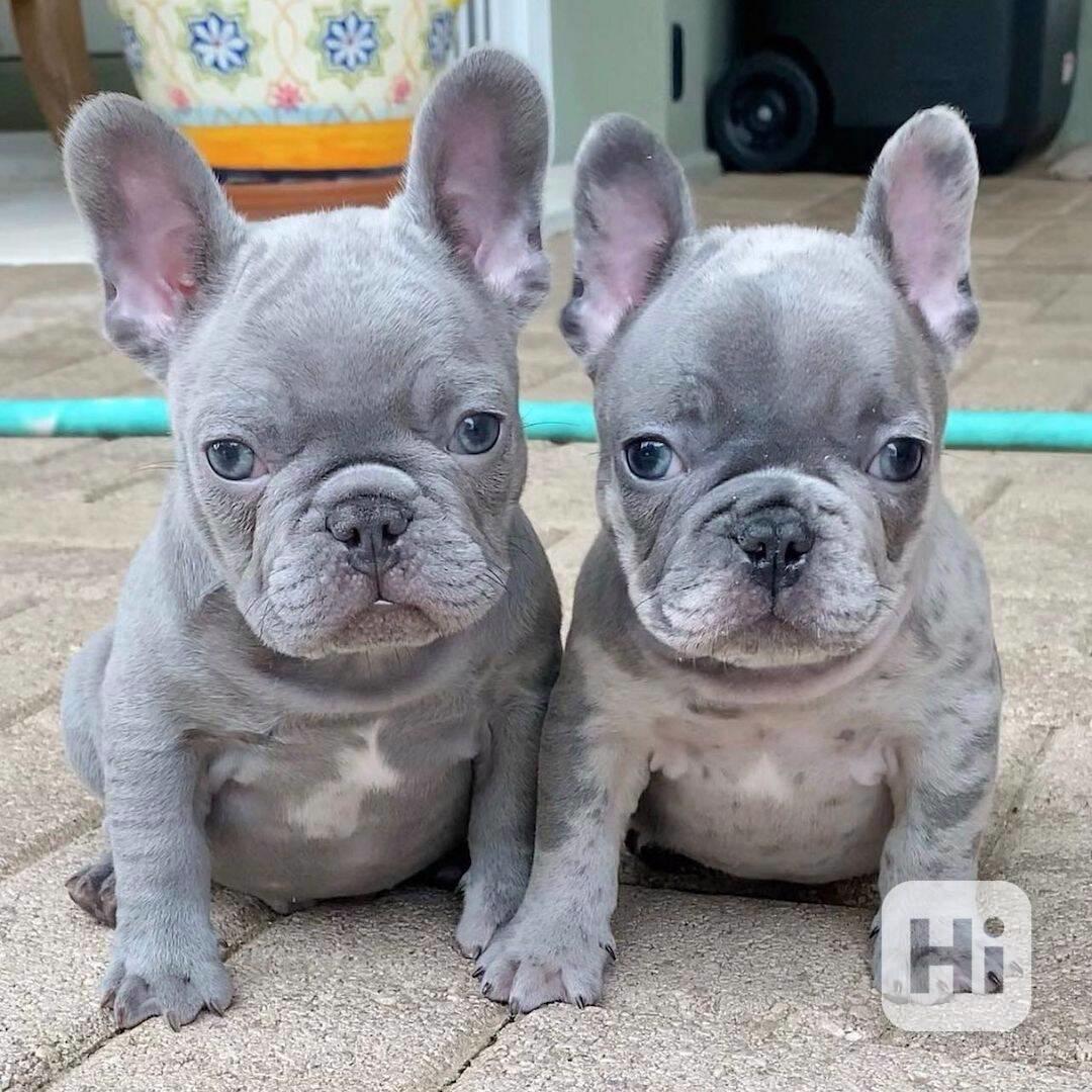 štěňata francouzského buldočka - foto 1