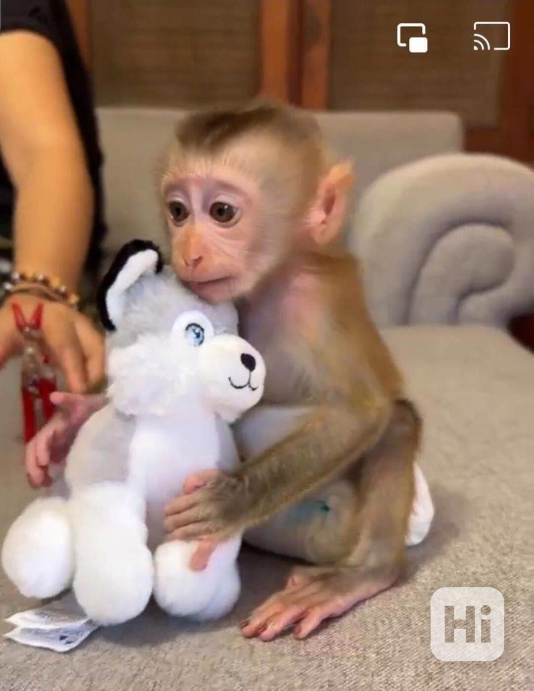 !Dvě mláďata kapucínských opic na prodej - foto 1