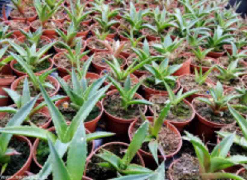 Sazenice Agave horrida subsp. horrida - foto 1