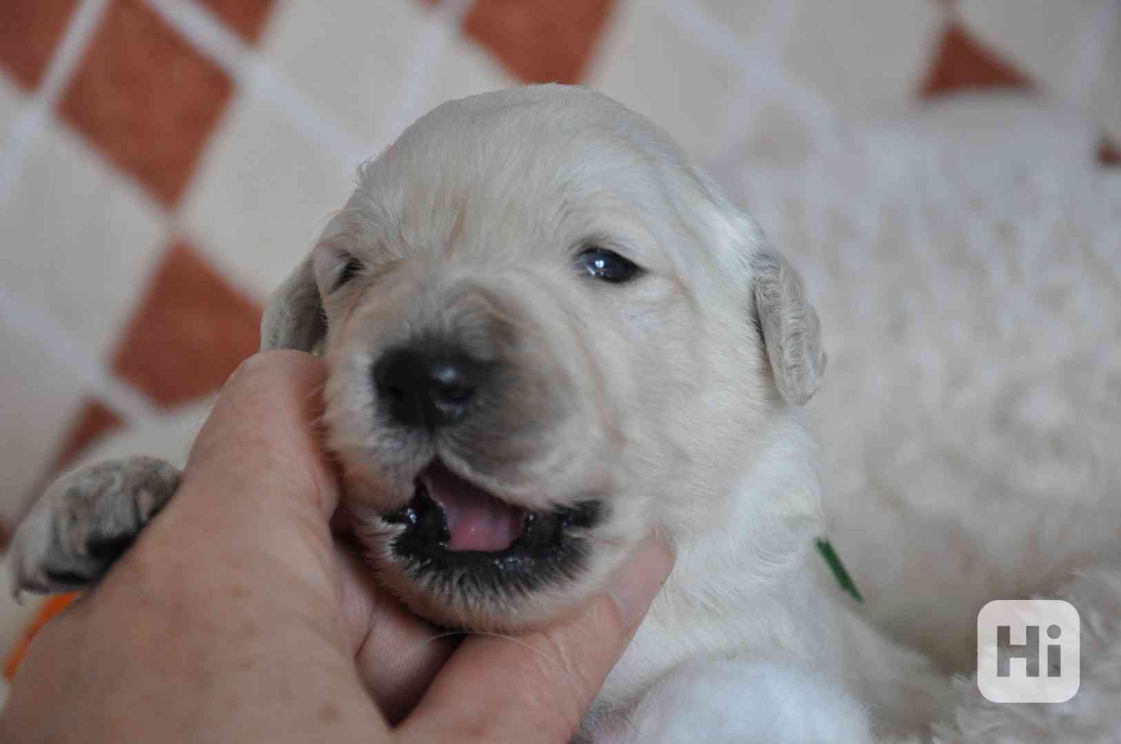 Slovenský čuvač - štěňátka s PP  - foto 1